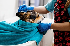 Dog groomer gives corgi a bath.